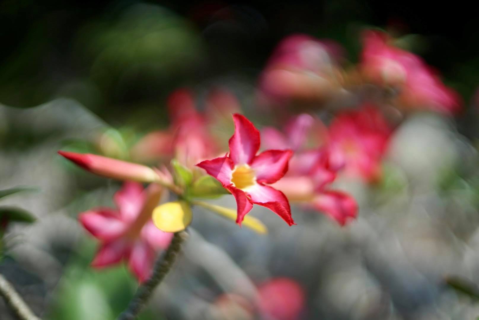 AUTO REVUENON 55MM.F1.4 M42 MOUNT