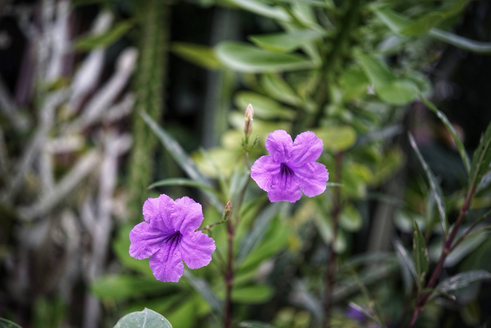 NIKON W.NIKKOR 35MM.F2.5 MODIFIED M39 MOUNT