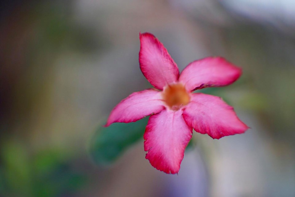 16KP-50MM.F1.2 MODIFY SONY E MOUNT