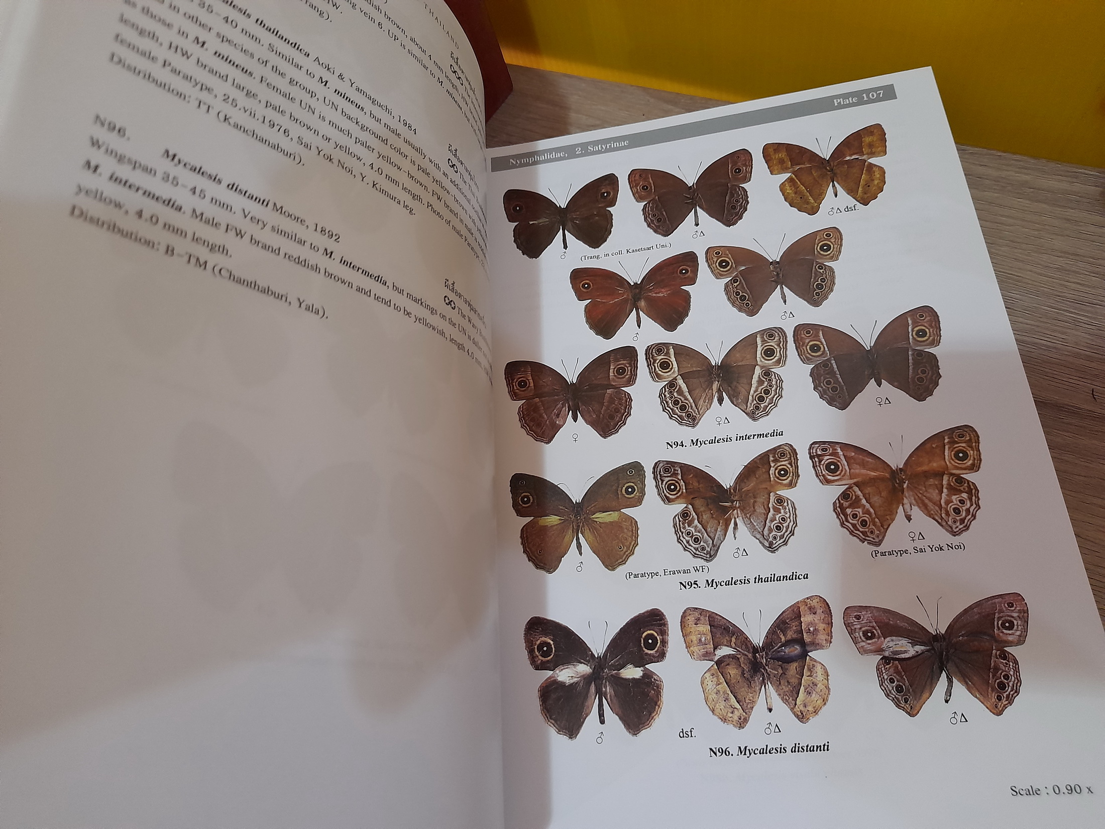 Butterflies of Thailand / Pisuth Ek-Amnuay