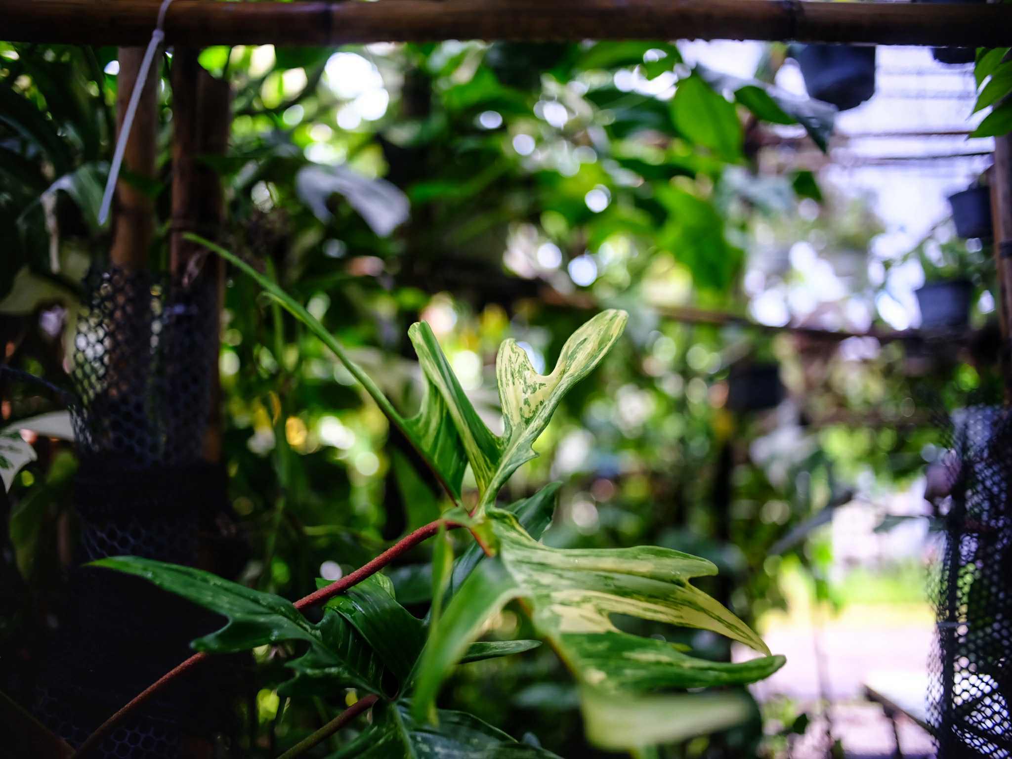 NIKON LENS SERIES E 35MM.F2.5 NIKON AIS MOUNT