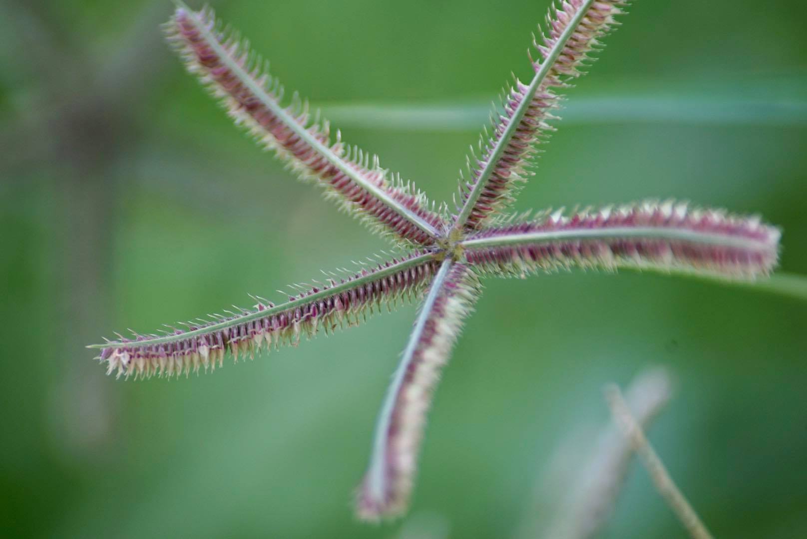 SIGMA 70-300 F4-5.6 DL MACRO PK MOUNT