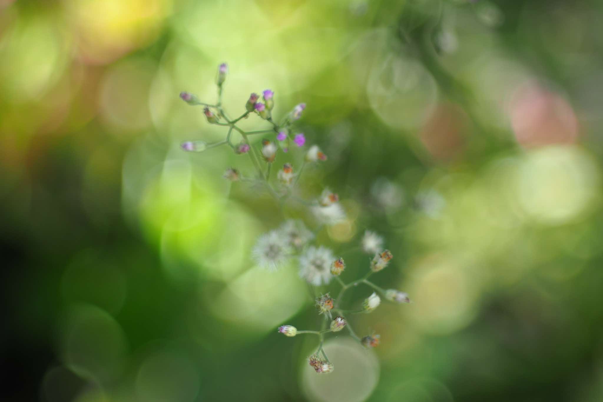 NIKON NIKKOR 50MM. F2 NIKON AI MOUNT