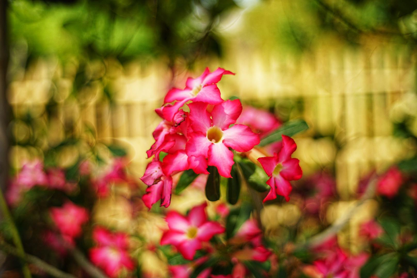 MAMIYA-SEKOR EF 50MM.F1.7 MODIFIED M42 MOUNT