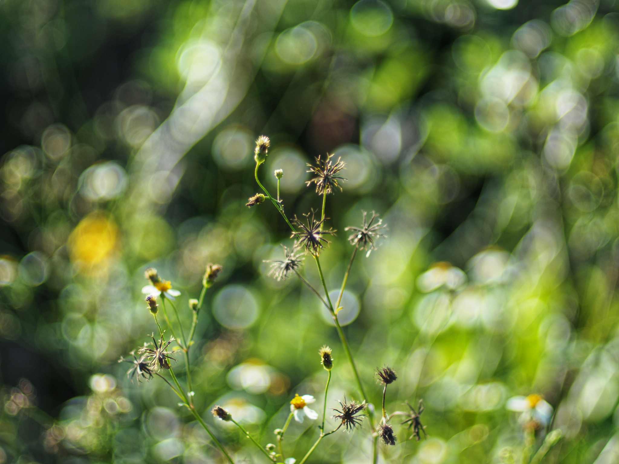 YASHICA ML 50MM.F1.4 CY MOUNT