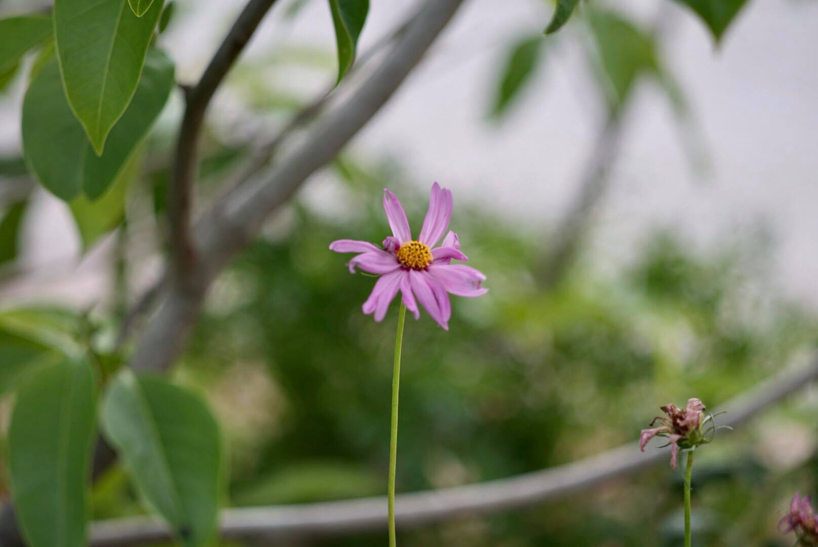 SUPER TAKUMAR 135MM.F3.5 M42 MOUNT