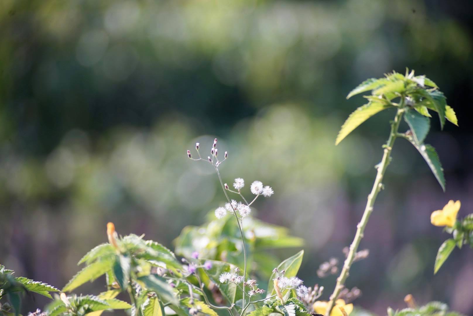 TAMRON SP 60-300MM.F3.8-5.4 MACRO ADAPTALL NIKON AIS MOUNT