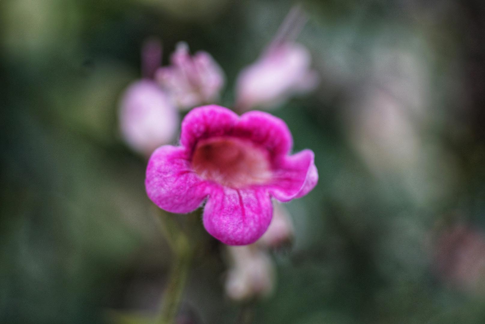 MINOLTA AF 50MM.F2.8(32)MACRO AF MOUNT