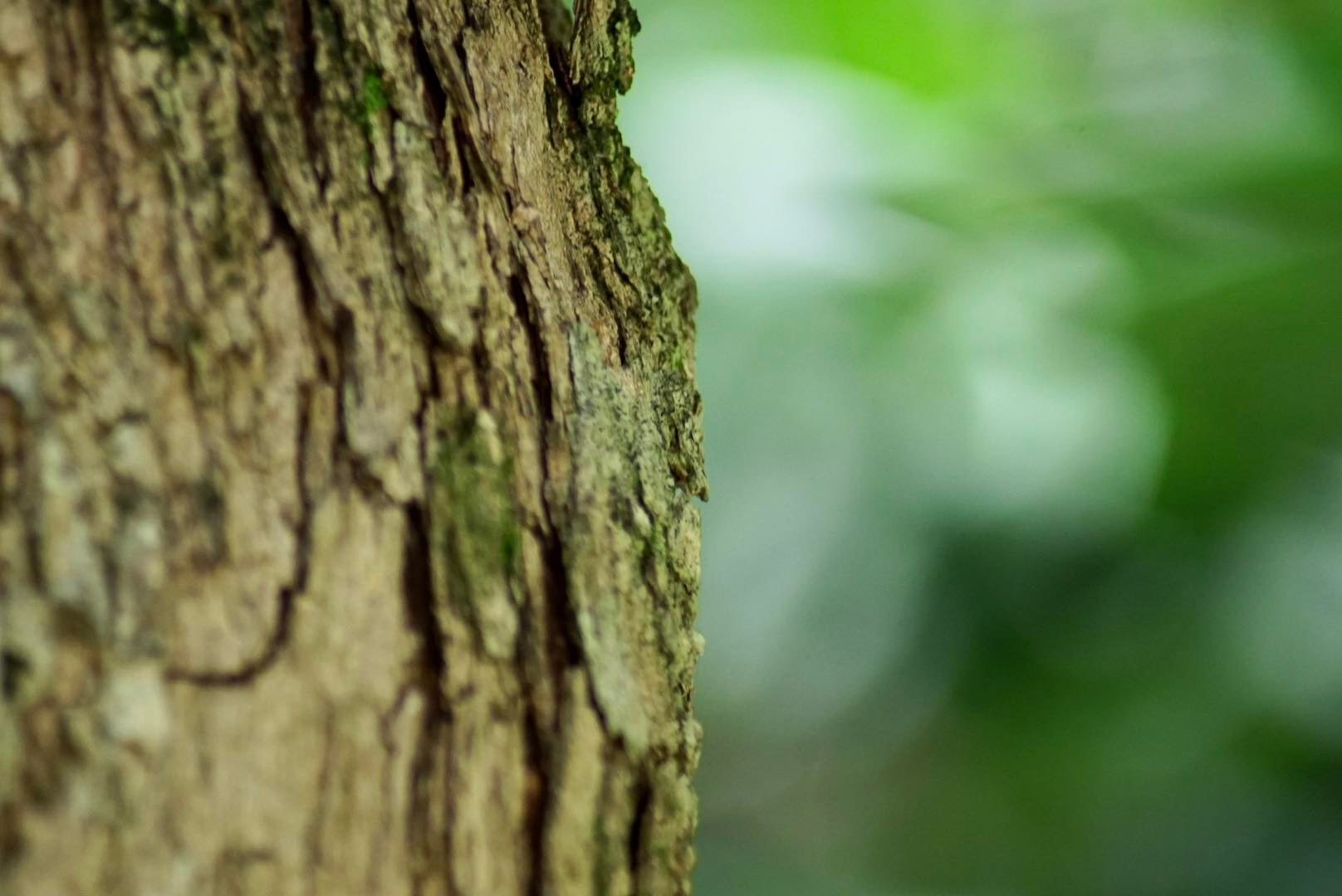 MINOLTA AF ZOOM 75-300MM.F4.5(32)-5.6(D) MA MOUNT