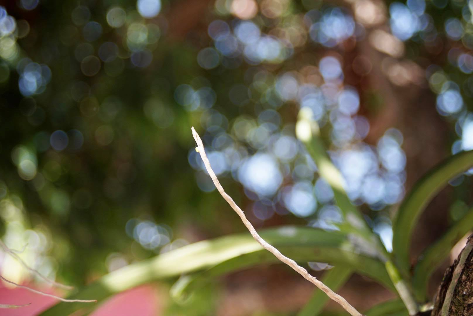 MINOLTA MD ZOOM 28-70MM.F3.5-4.8 MACRO