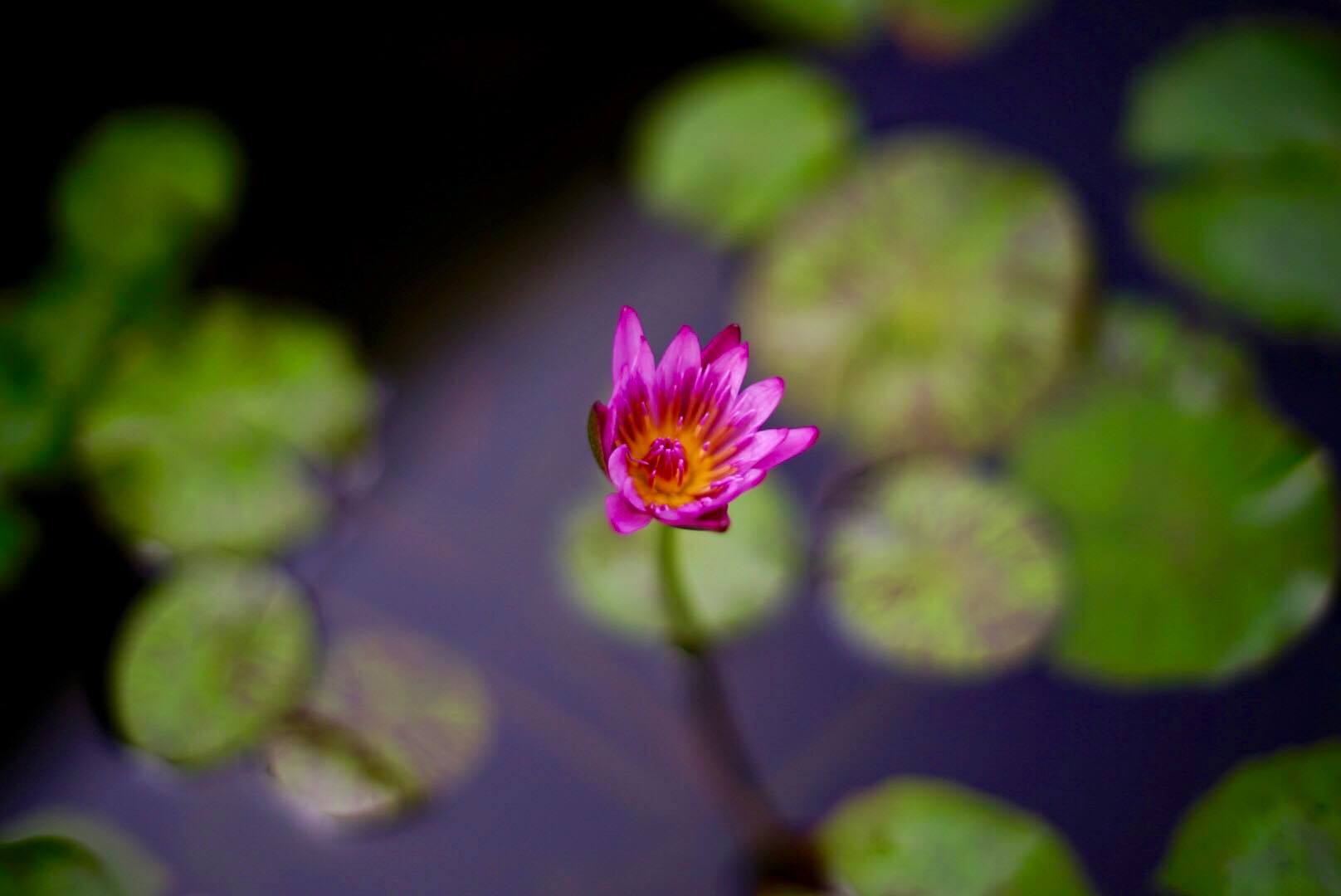 MINOLTA MD 50MM.F1.4 MD MOUNT