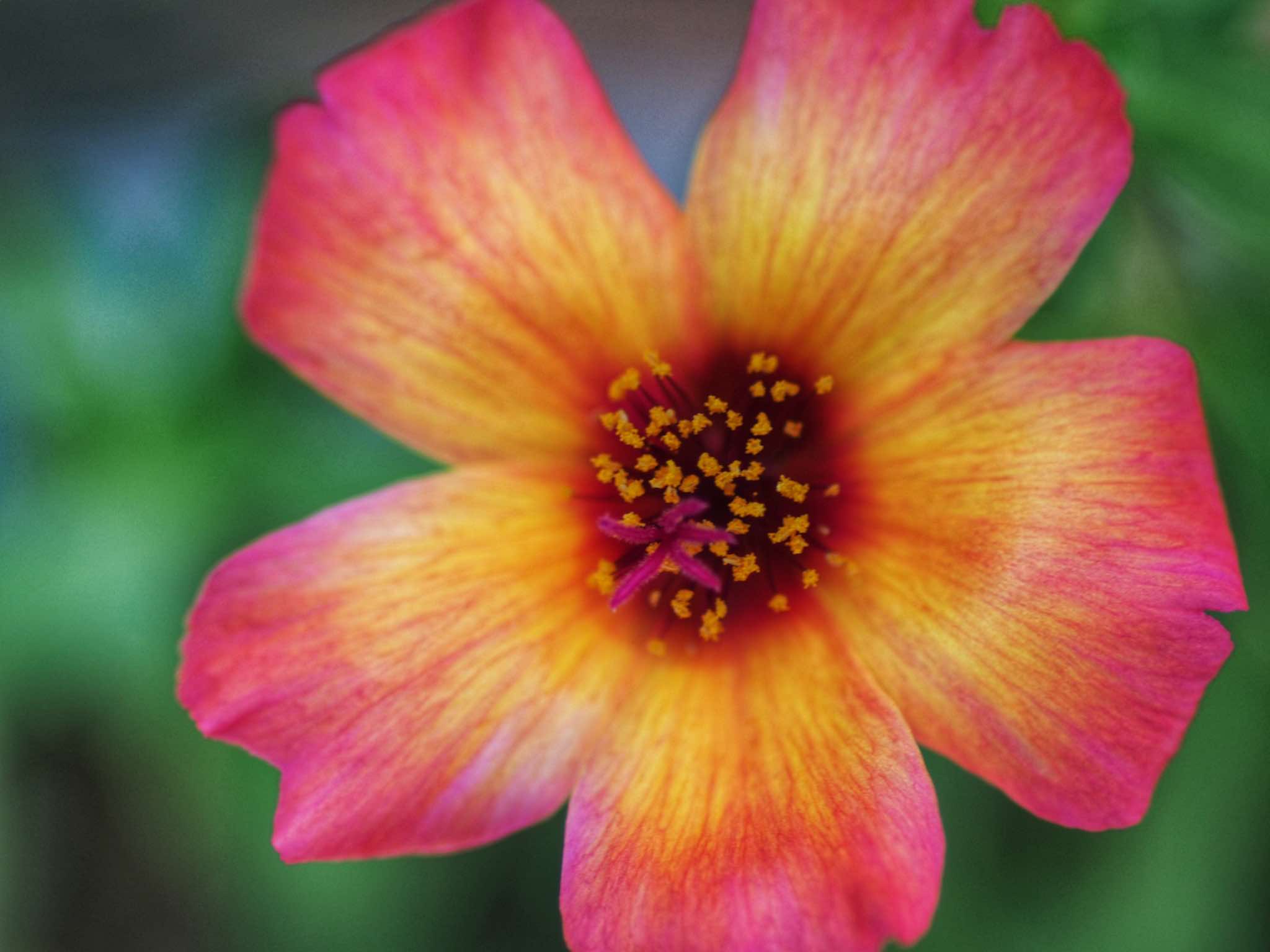 NIKON MICRO-NIKKOR 105MM.F2.8 AIS MOUNT
