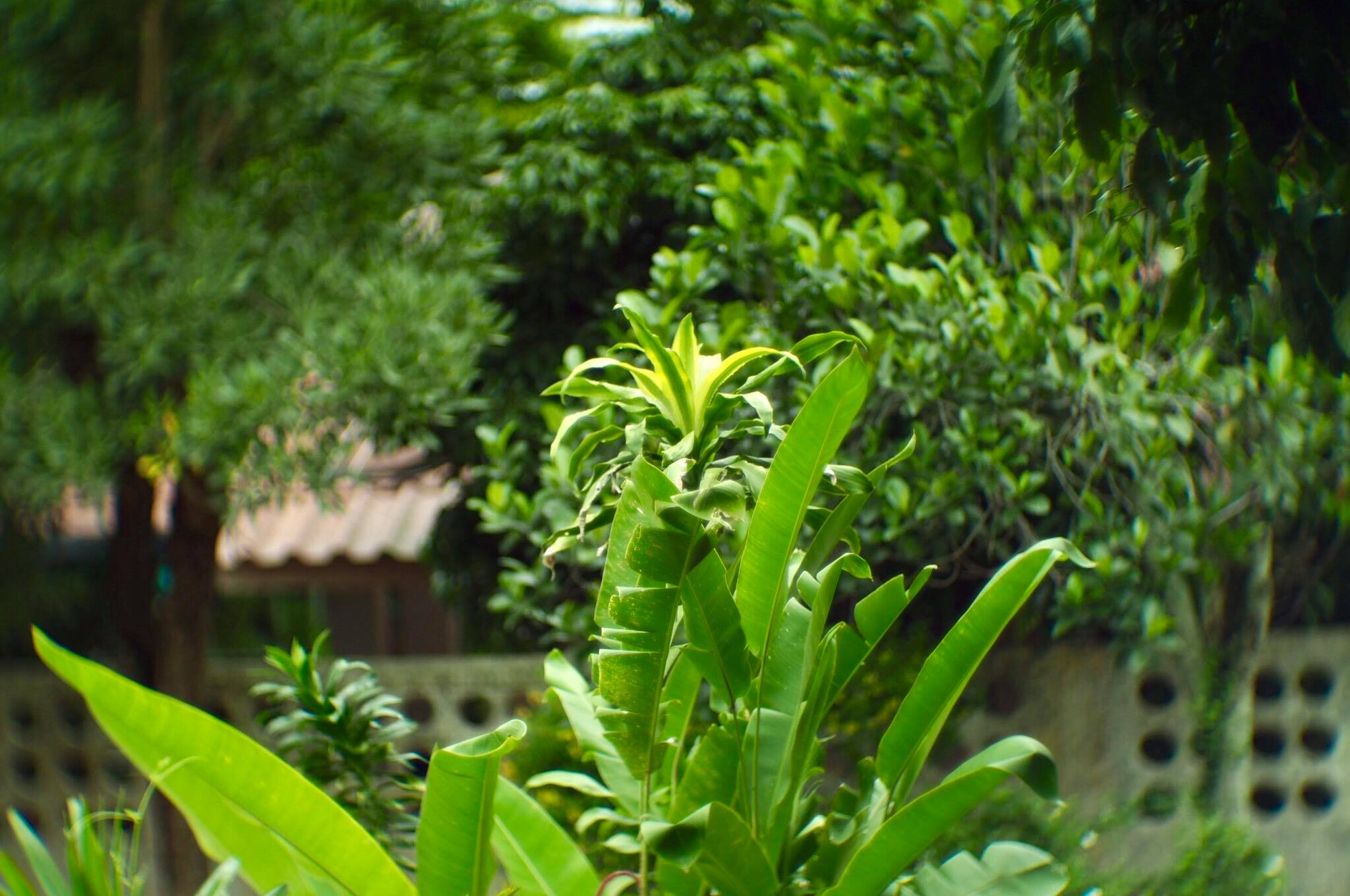 16KP-50MM.F1.2 MODIFY M4/3 MOUNT