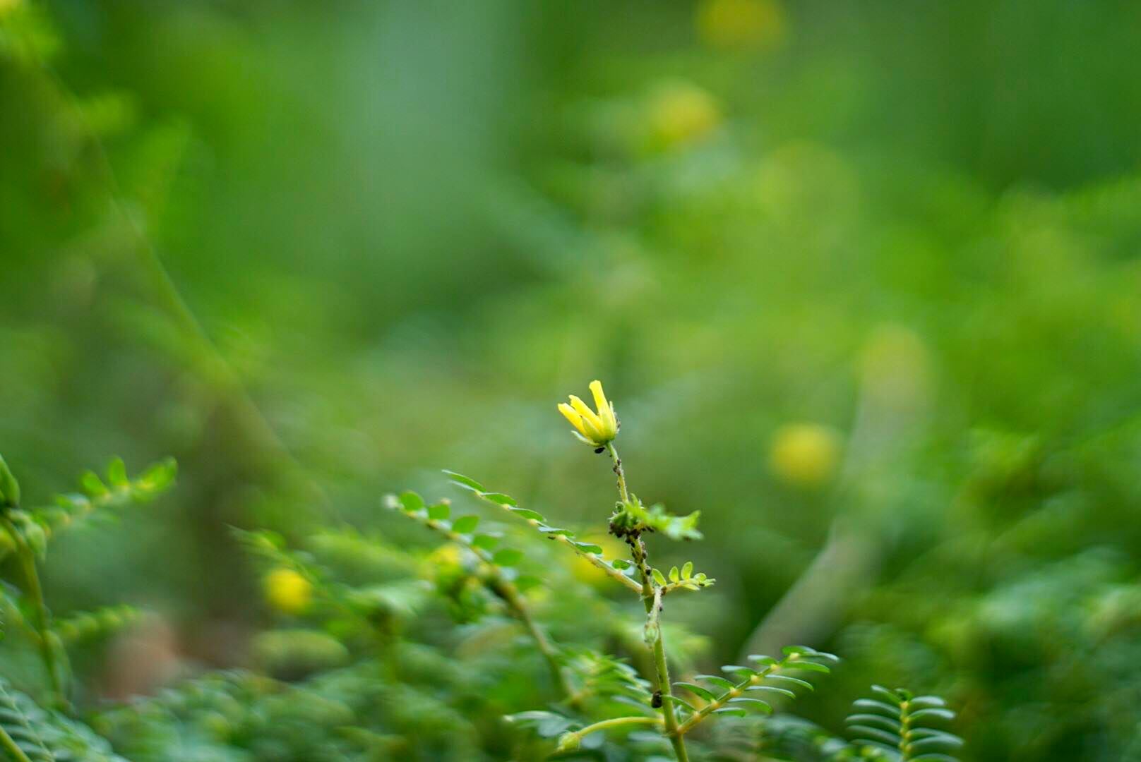 MINOLTA MC ROKKOR-PF 55MM F1.7
