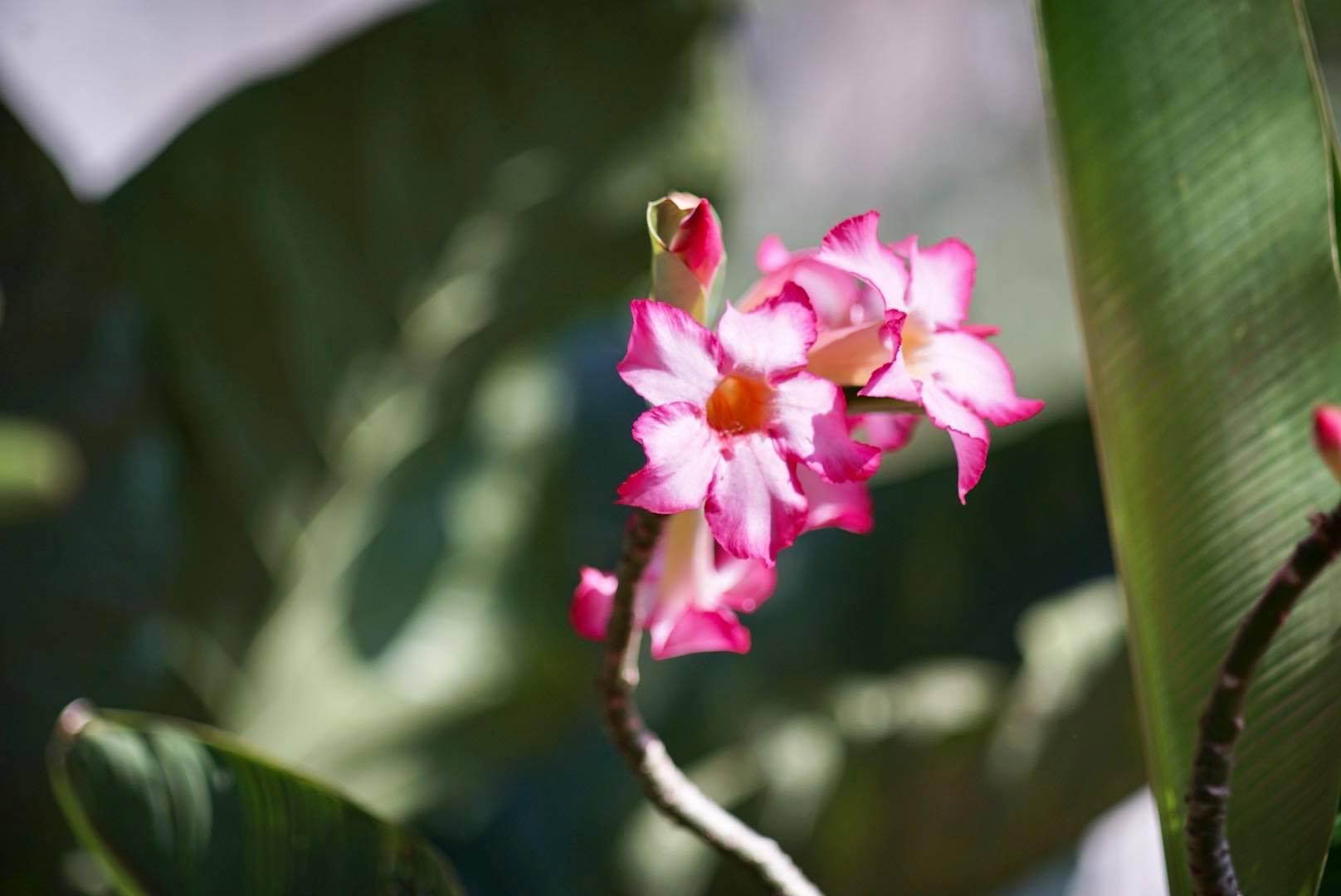 KONICA HEXANON 135MM. F3.5 AR MOUNT