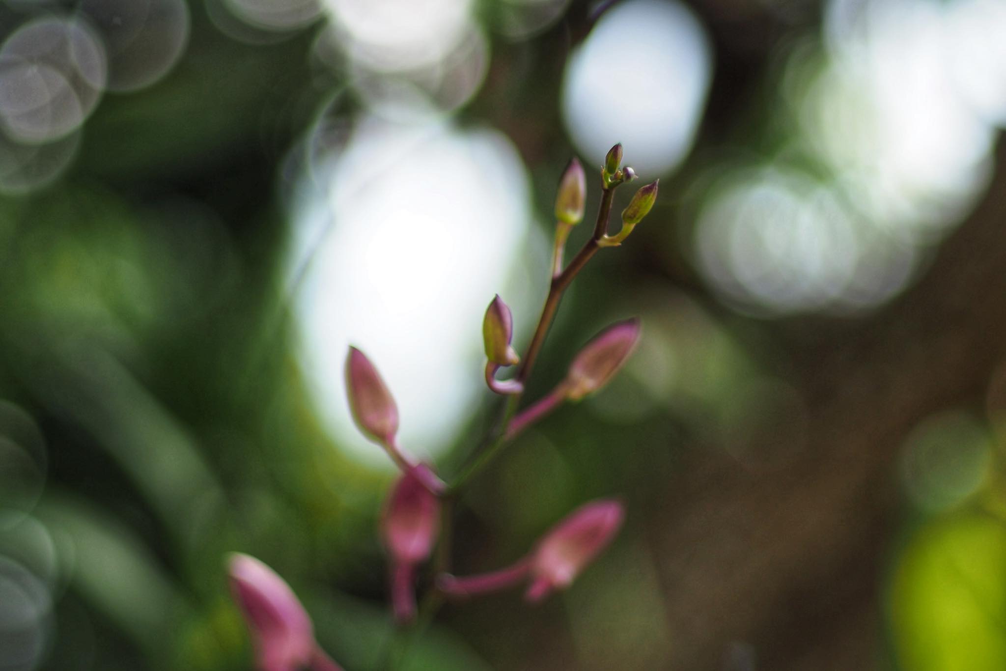 CANON LENS FD 50MM.F1.8 S.C FD MOUNT