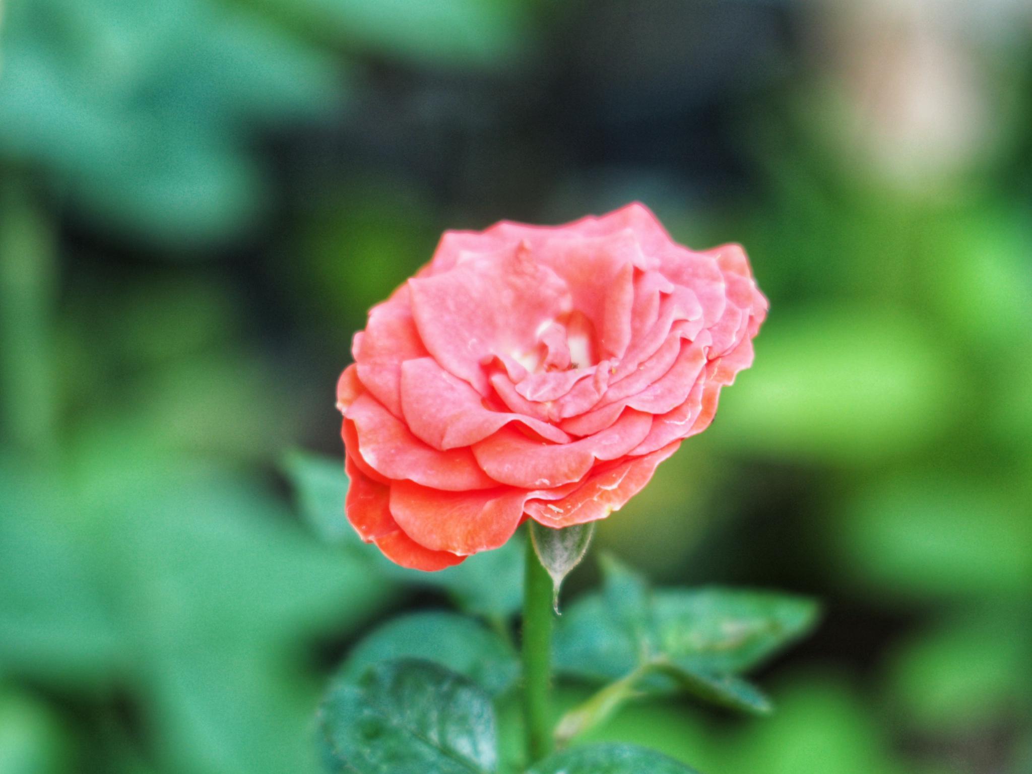 CANON ZOOM FD LENS 75-200MM.F4.5 FD MOUNT