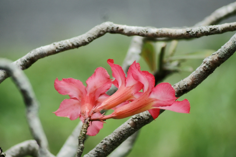 MINOLTA AF 75-300MM.F4.5-5.6 SONY A MOUNT