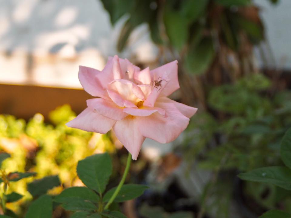 EXAKTAR 35-70MM. F3.5-4.8 MC MACRO MD Mount