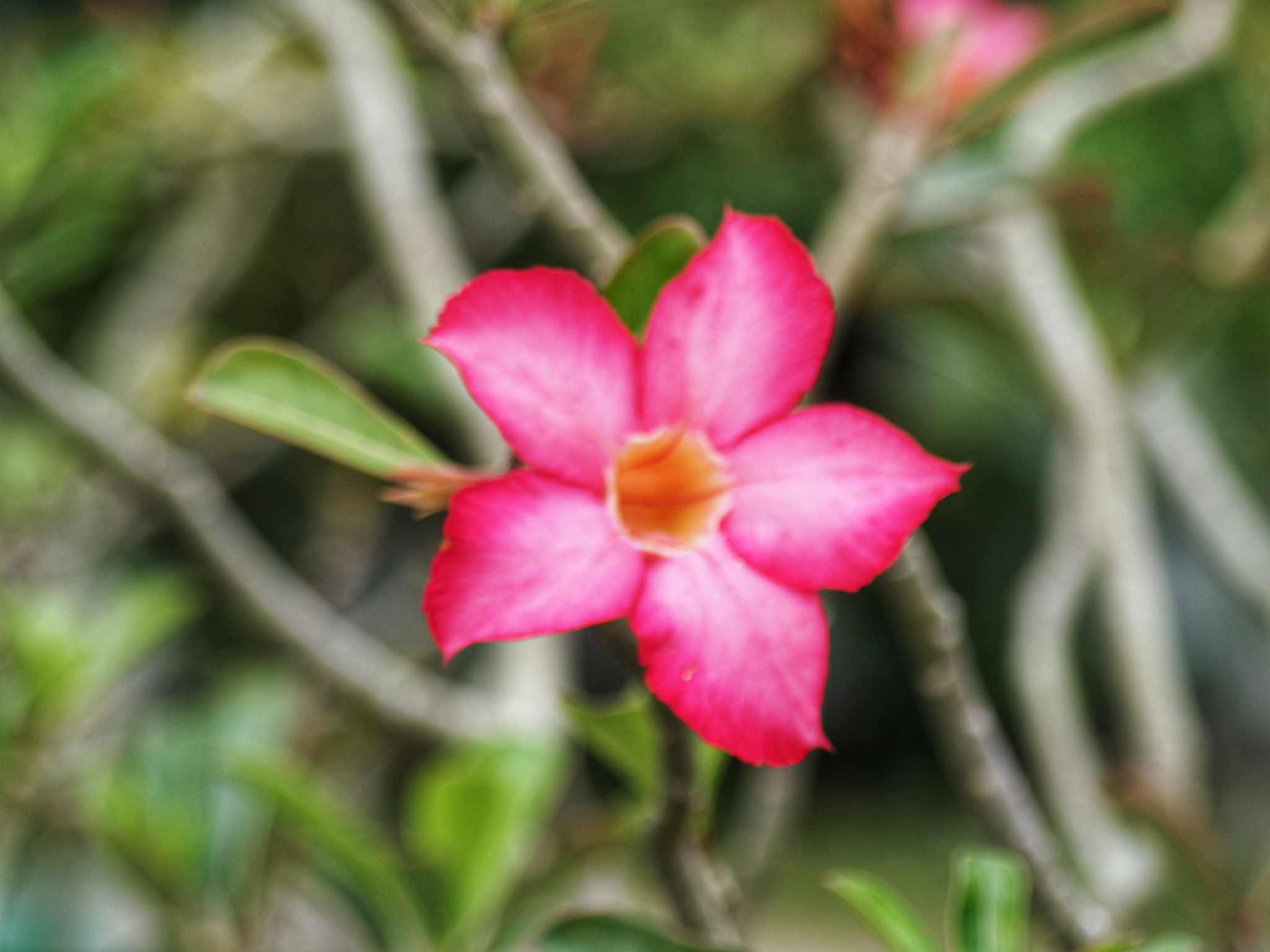 PENTAX SMC PENTAX-F ZOOM 35-105MM.F4-5.6 MACRO PK MOUNT