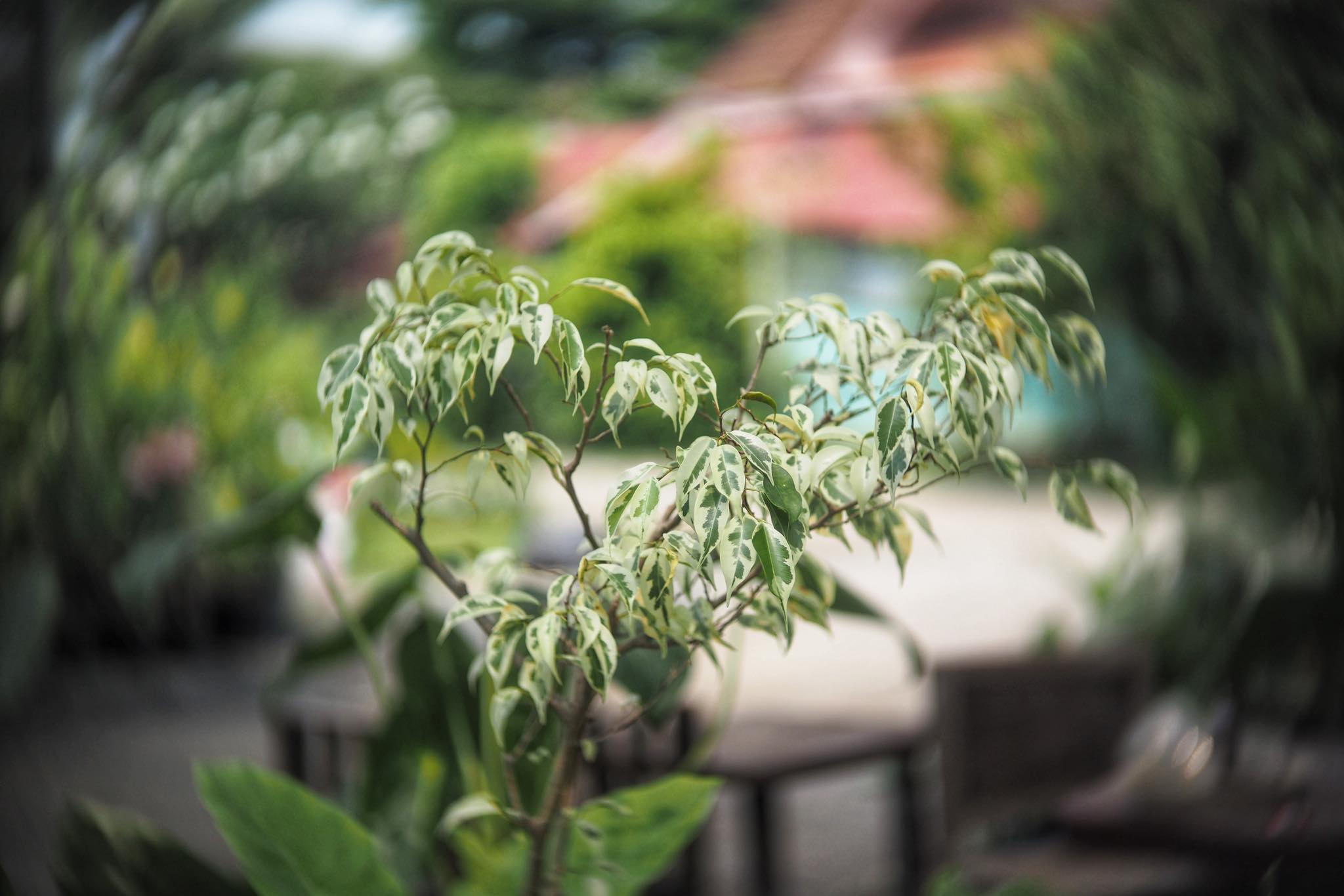 KINO-SANKYO 38MM.F1.4 MODIFIED M4/3 MOUNT