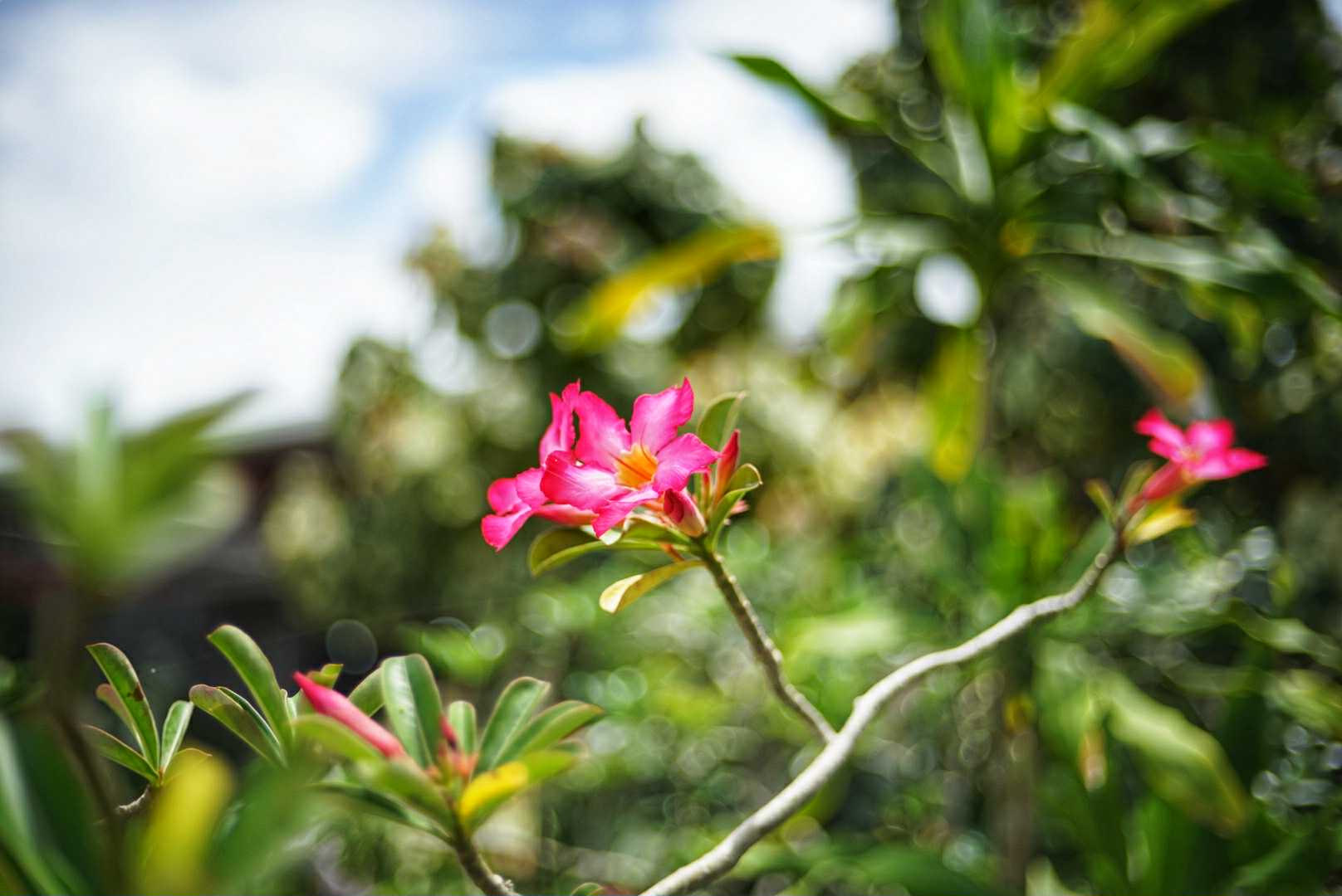 YASHICA COLOR YASHINON-DX 45MM.F1.7 MODIFIED M39 MOUNT