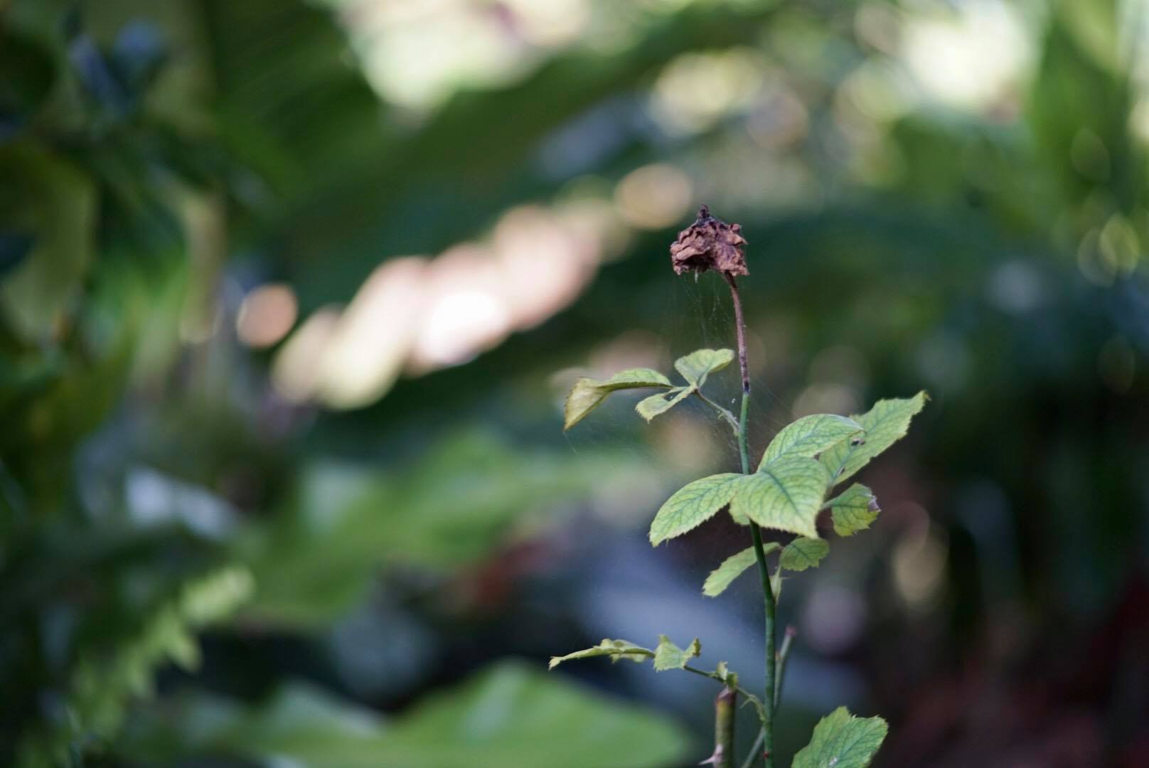 NIKON AF NIKKOR 35-105MM.F3.5-4.5 MACRO