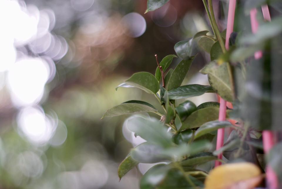 SUPER TAKUMAR 55MM. F1.8 M42 MOUNT