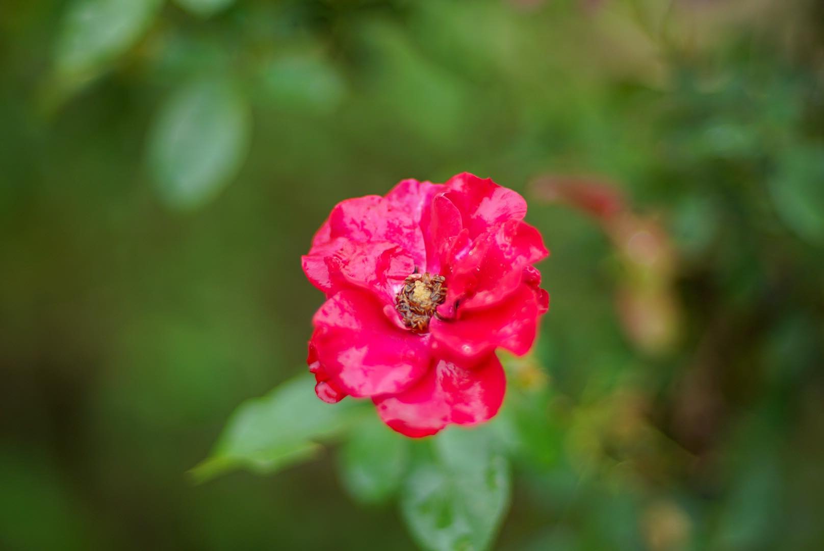 NIKON AF NIKKOR 50MM.F1.4D AIS MOUNT(NO.4)