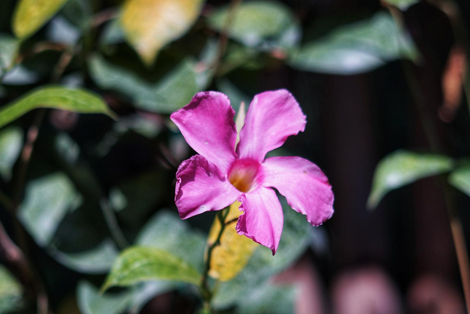 SUPER TAKUMAR 150MM.F4 M42 MOUNT
