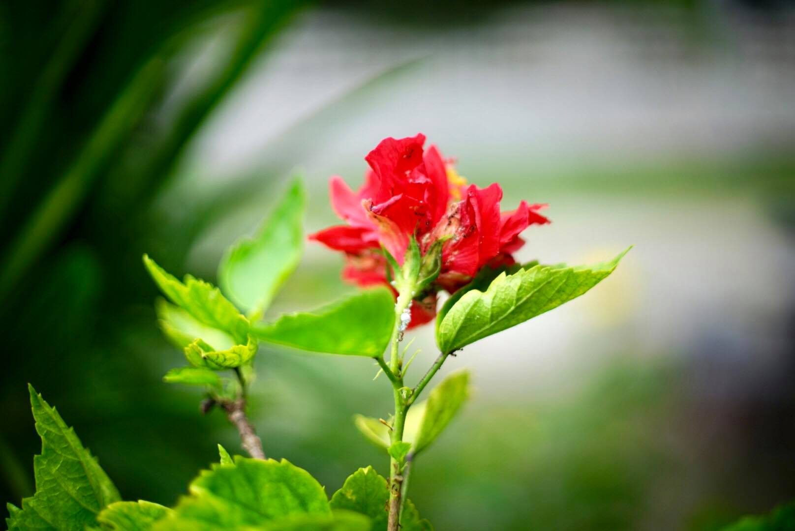 CANON LENS FD 50MM.F1.4 S.S.C. FD MOUNT