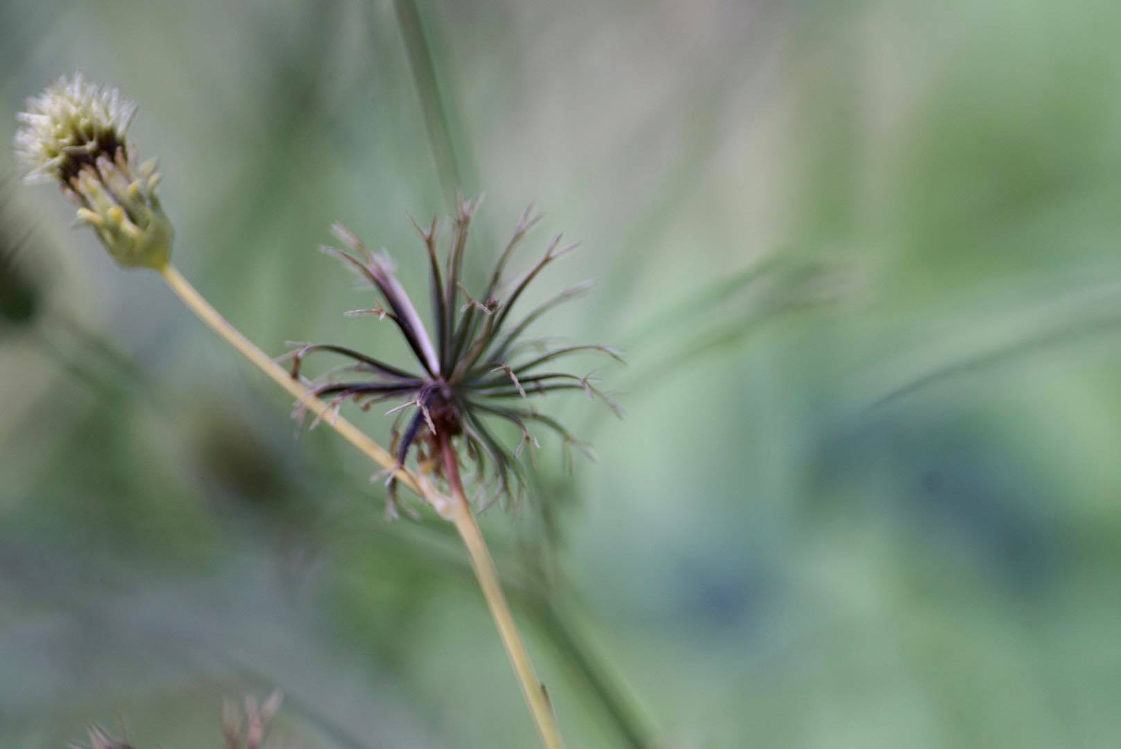 SIGMA 70-300 F4-5.6 DL MACRO PK MOUNT