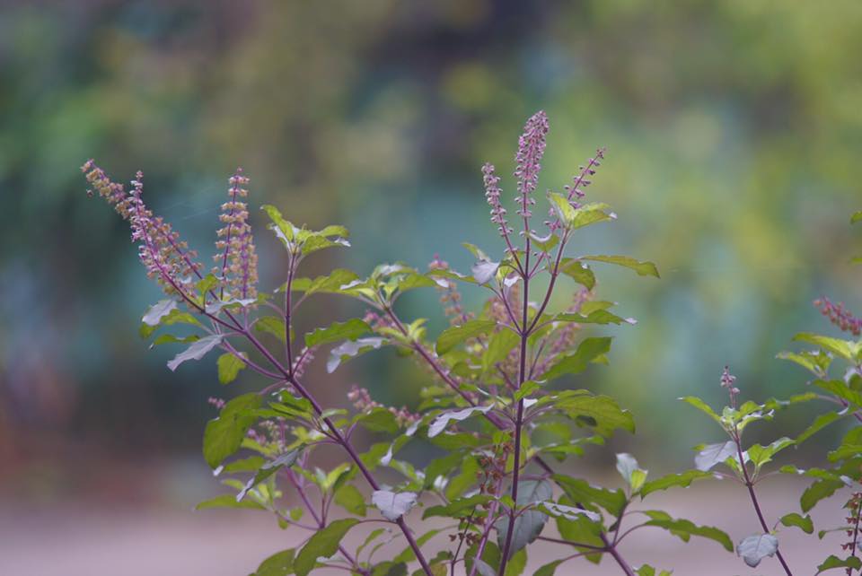 TAMRON 35-135mm. F3.5-4.5 BBAR MC MACRO
