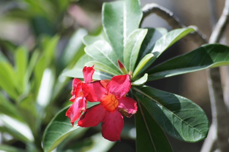 SIGMA 70-300MM.F4-5.6 DL MACRO SUPER PK(AF) MOUNT