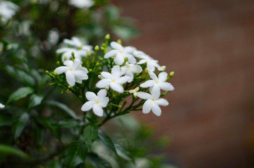 MINOLTA MC ROKKOR-PG 50MM.F1.4 MD MOUNT