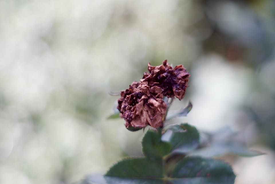 Super Takumar 55mm. F1.8 M42 mount