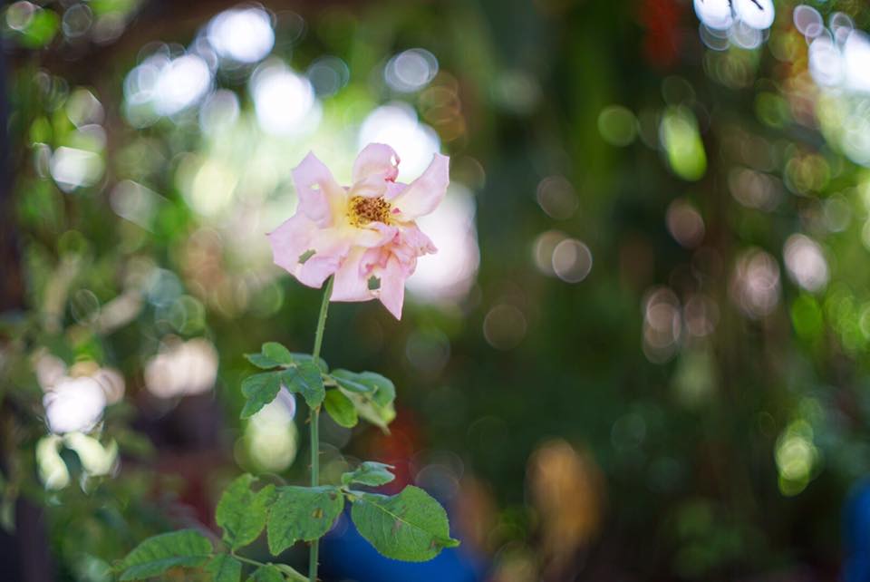 YASHICA COLOR YASHINON-DX 40MM. F1.7 MODIFLY SONY NEX MOUNT