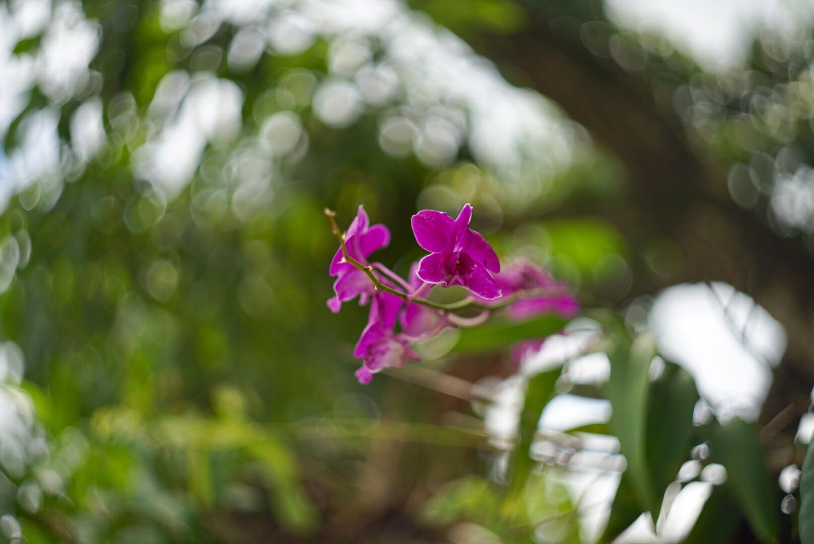 HELIOS-44M-4 58MM.F2 M42 MOUNT