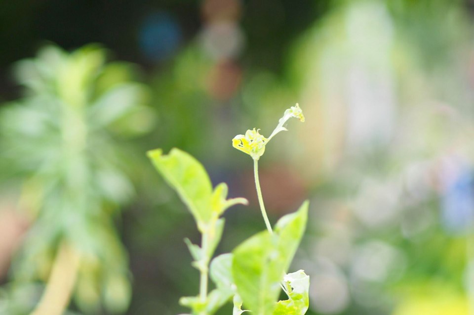 MINOLTA MD TELE ROKKOR 135MM. F.3.5 MD MOUNT