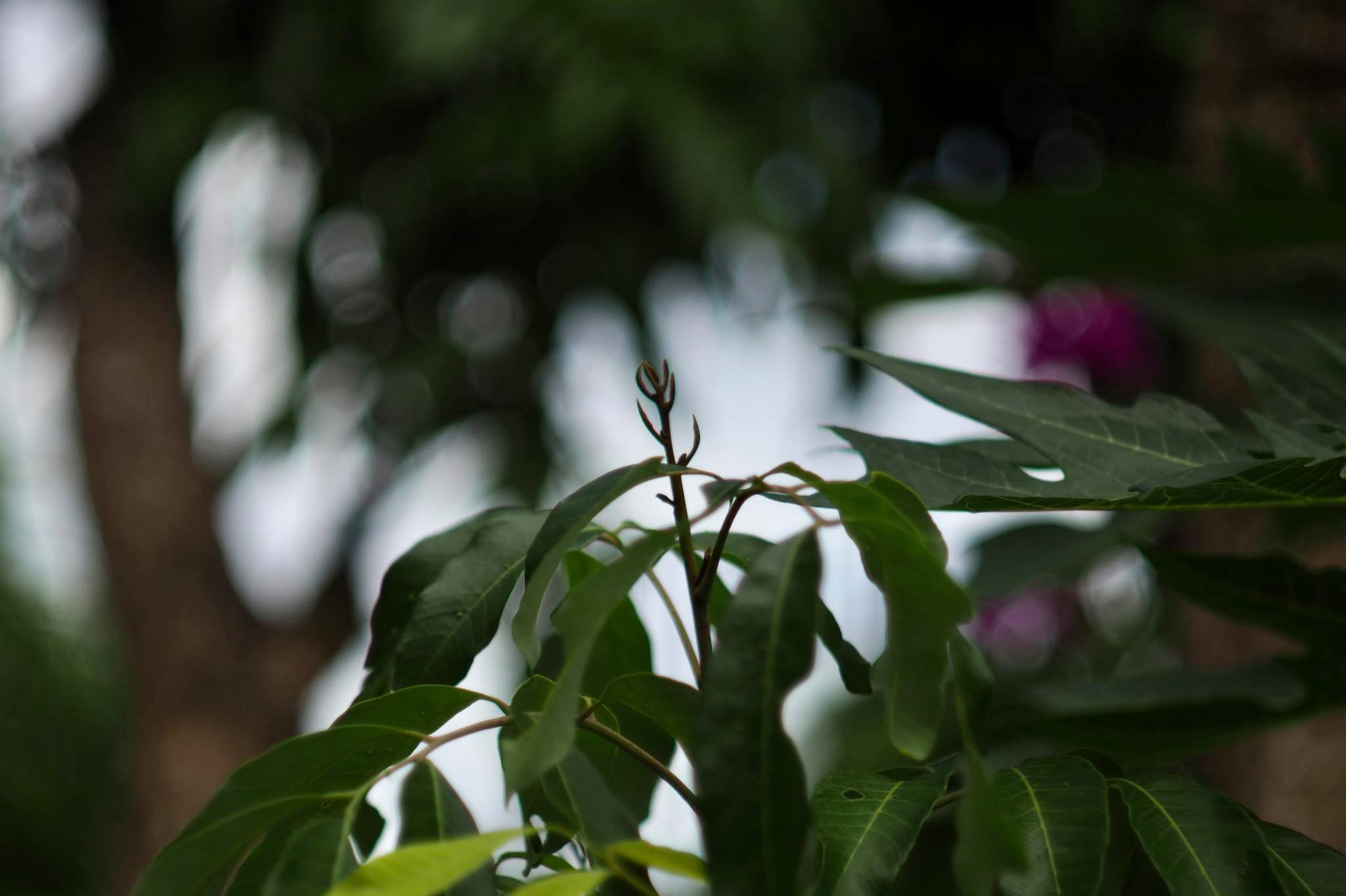 KONISHIROKU HEXANON 52MM.F1.8 M39 MOUNT