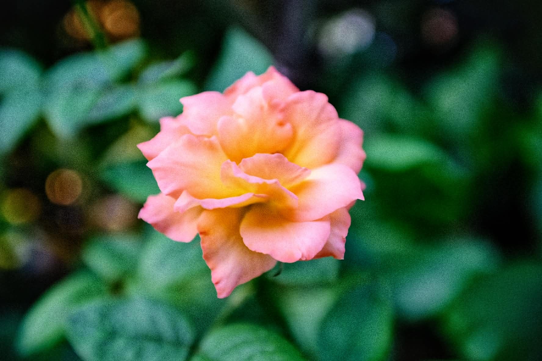 NIKON AF NIKKOR 28-85MM.F3.5-4.5 MACRO NIKON AIS MOUNT