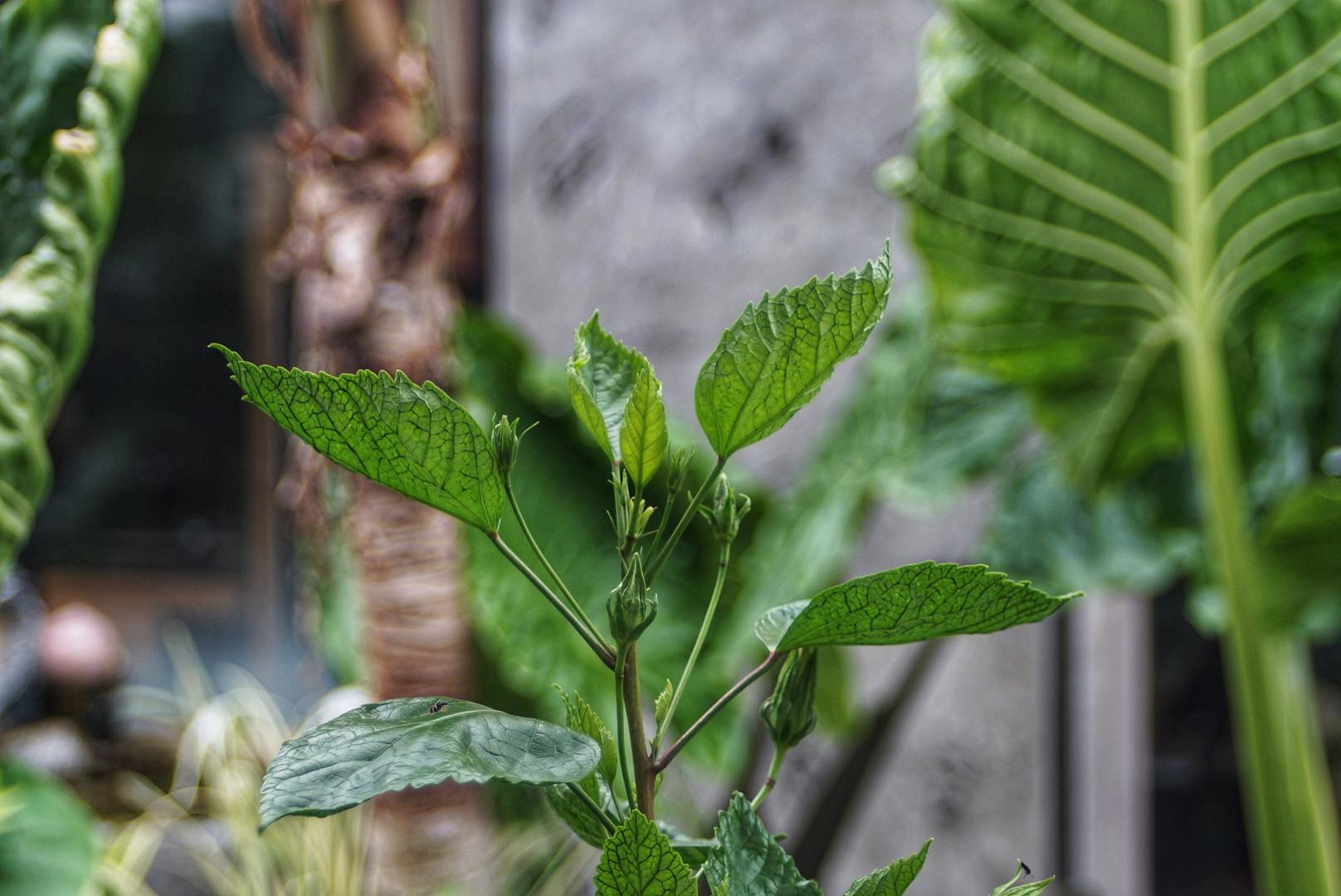 RMC TOKINA II 28-70MM. F3.5-4.5 MACRO NIKON AIS MOUNT