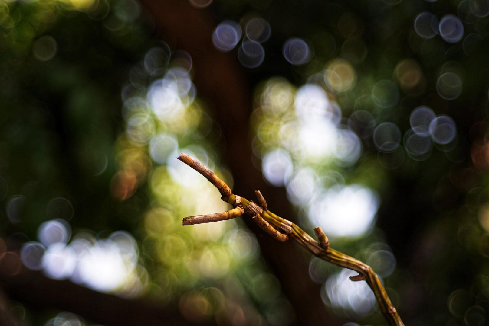 CANON LENS 40MM.F1.9 MODIFIED M39 MOUNT(RF Coupling)