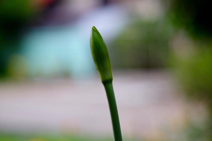 SUPER MULTI COATED TAKUMAR 55MM. F1.8 M42 MOUNT