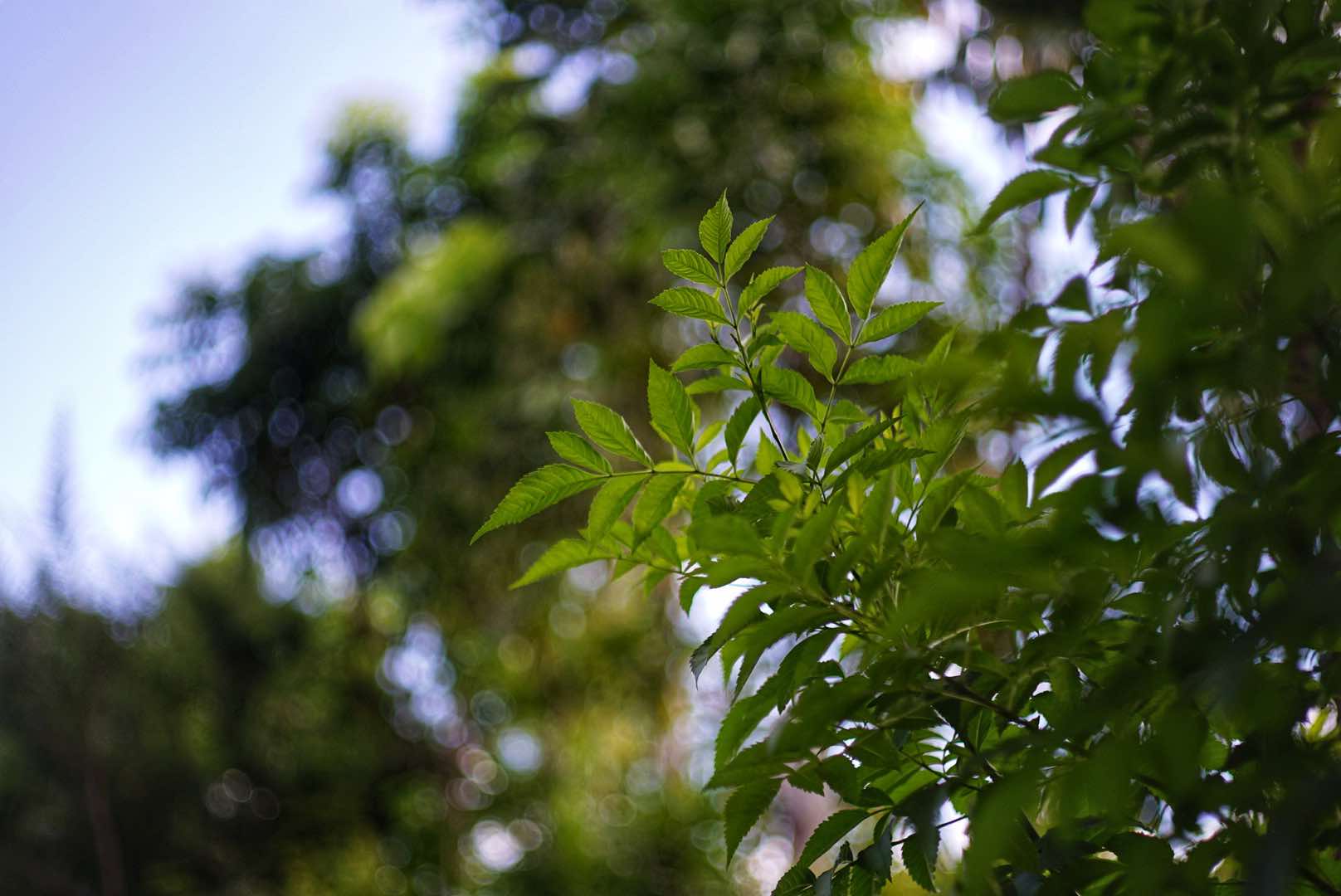 YASHICA YASHINON DX 45MM.F1.7 MODIFIED M39 MOUNT