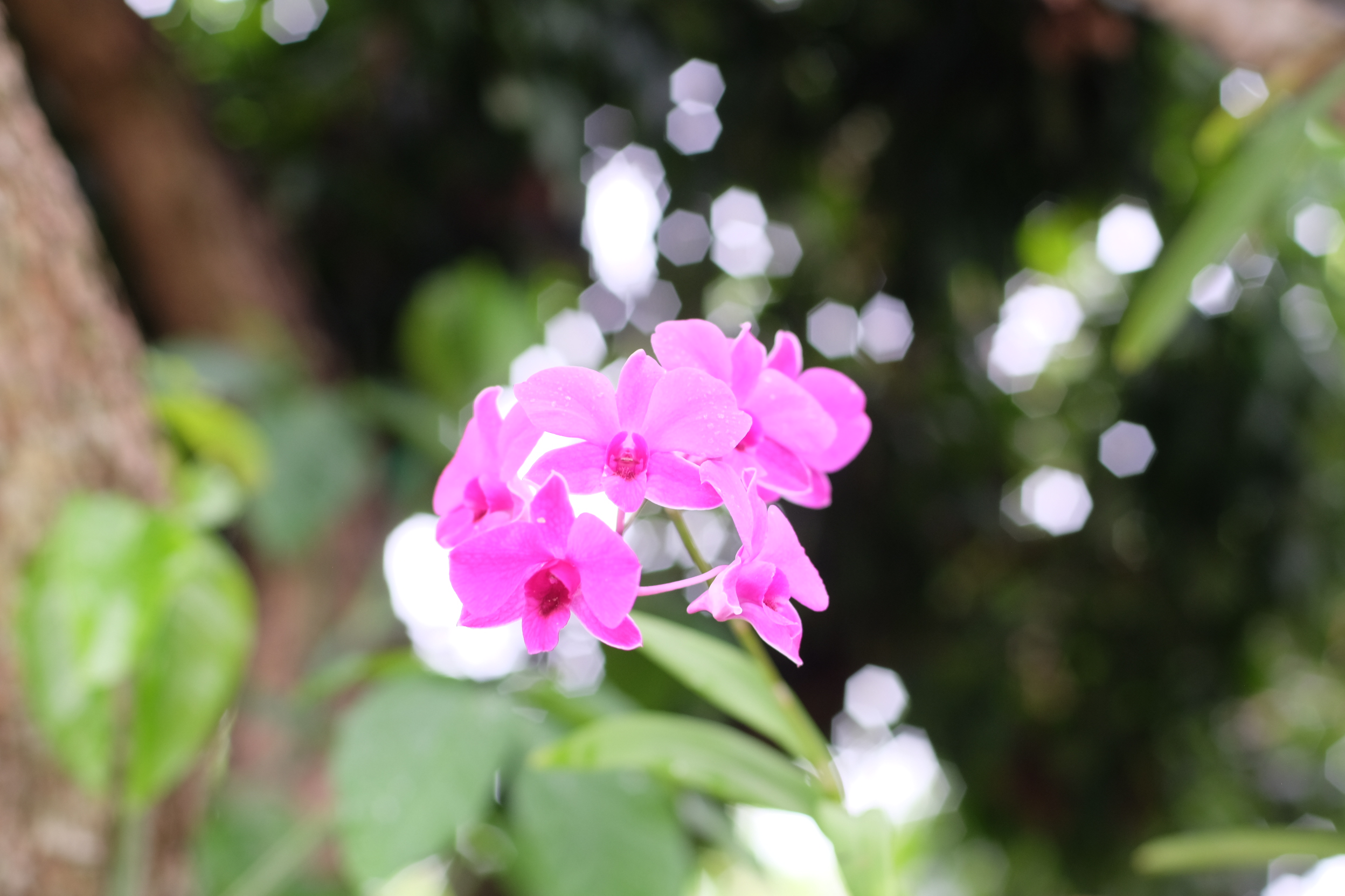 NIKON AF NIKKOR 50MM.F1.4D AIS MOUNT