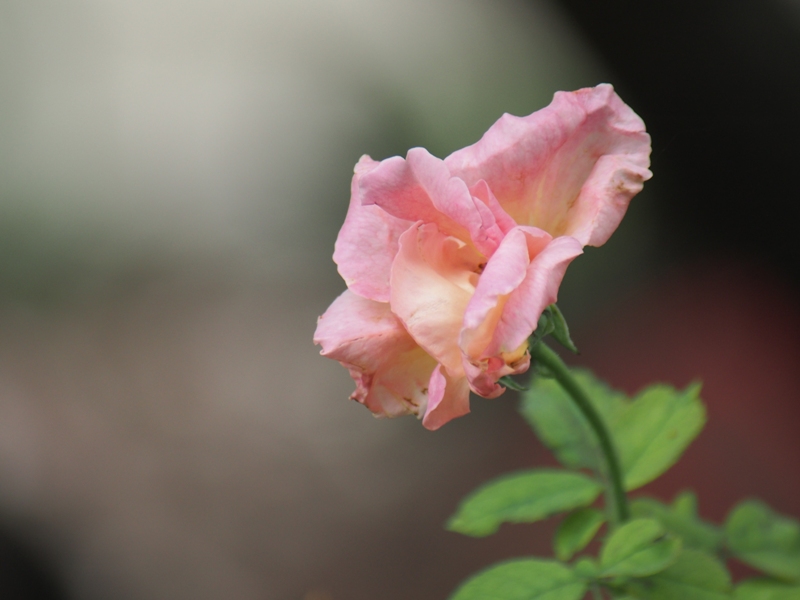 SIGMA 70-300MM.F4-5.6 DL MACRO CANON EF MOUNT