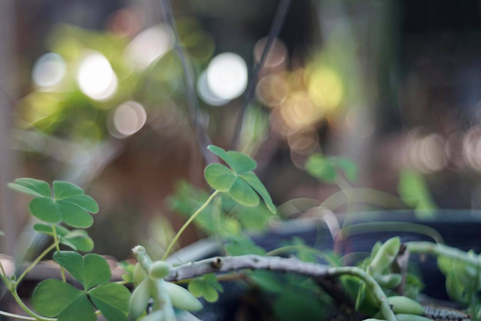 PENTACON AUTO 29MM.F2.8 MC. M42 MOUNT