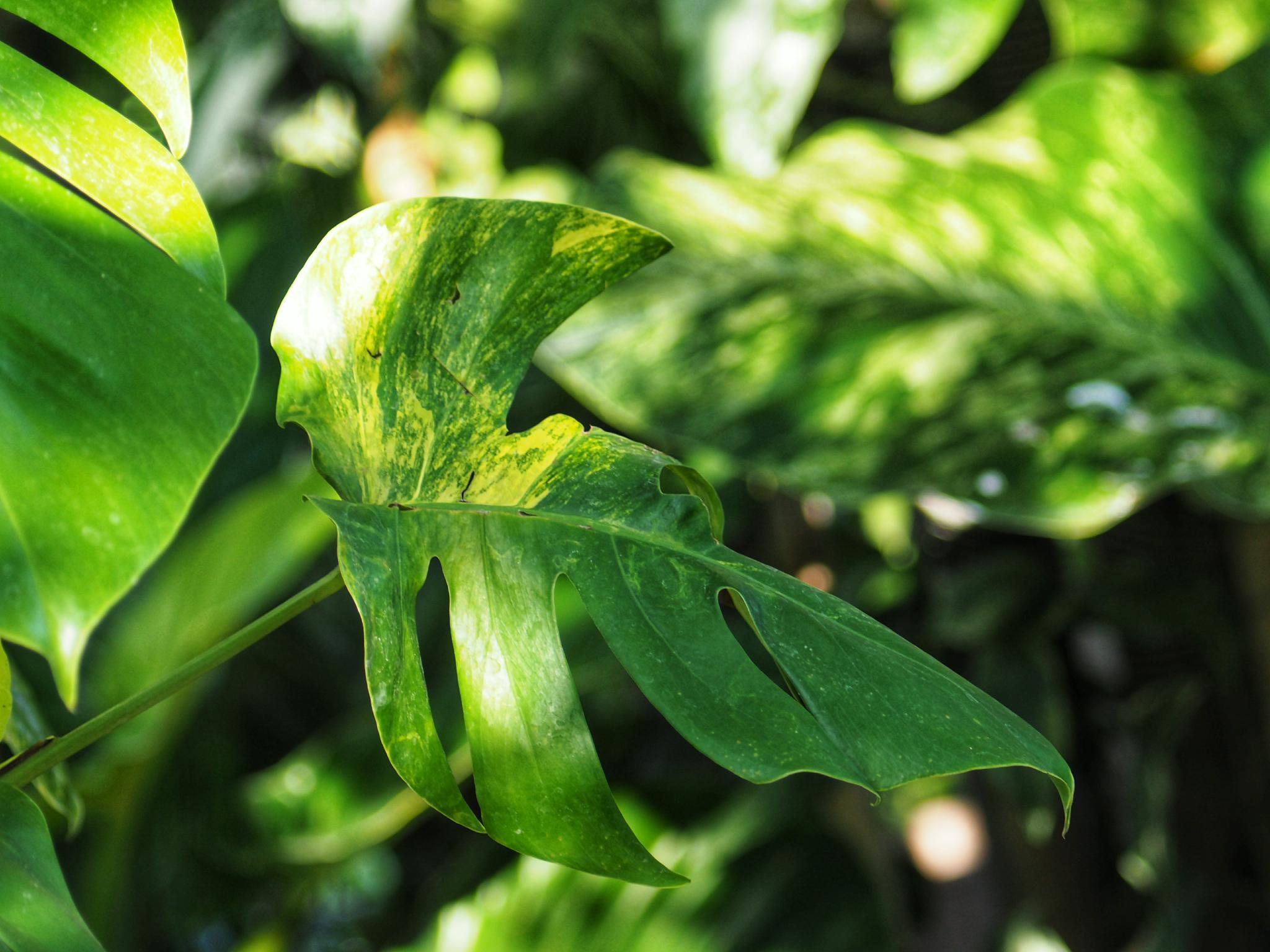 CANON ZOOM FD LENS 75-200MM.F4.5 FD MOUNT