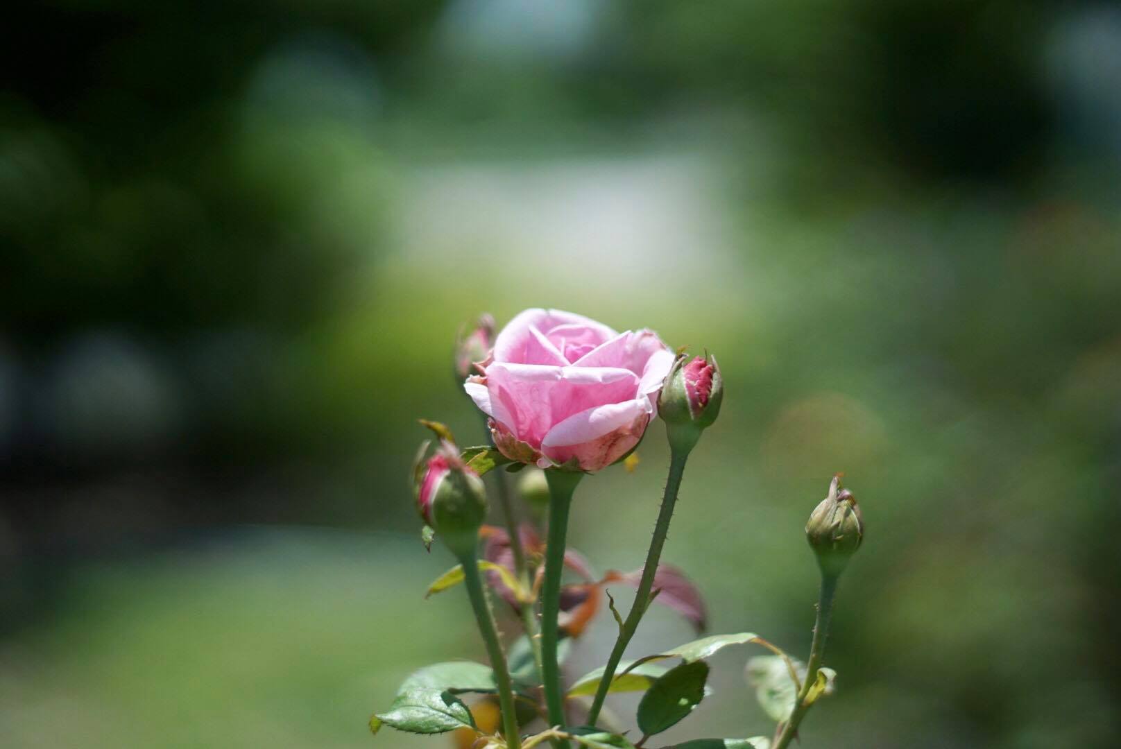 MINOLTA MC ROKKOR-PF 55MM F1.7 MD MOUNT